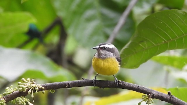 Bananaquit - ML723439