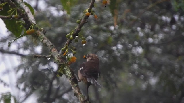 blekhodekjerrspurv - ML723441