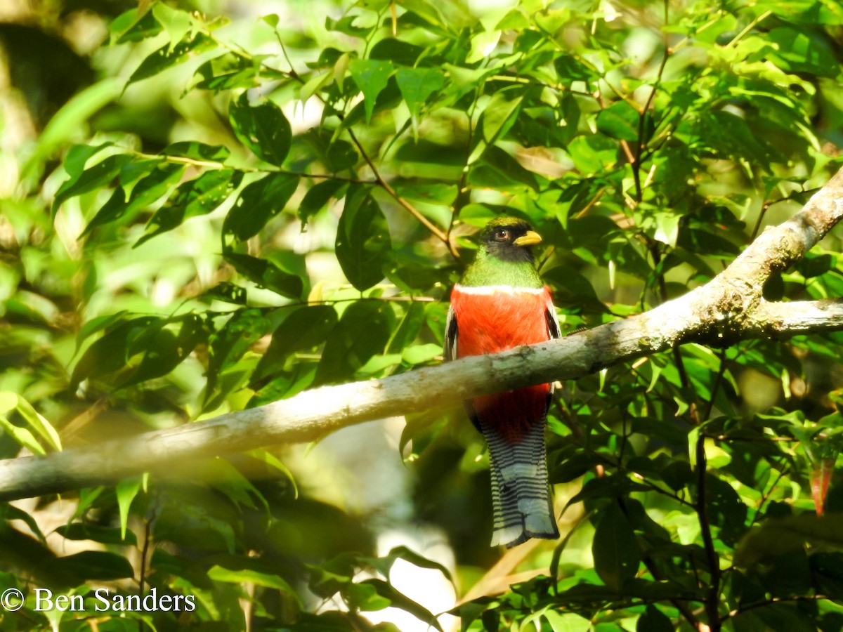 Collared Trogon - ML72344171