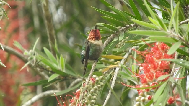 Colibri bourdon - ML723442