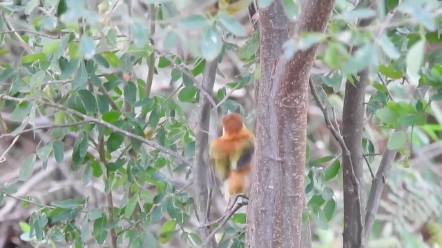 Rufous-browed Peppershrike (Yellow-backed) - ML723447