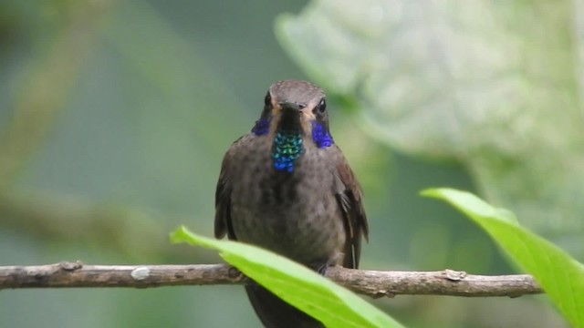 Brown Violetear - ML723448