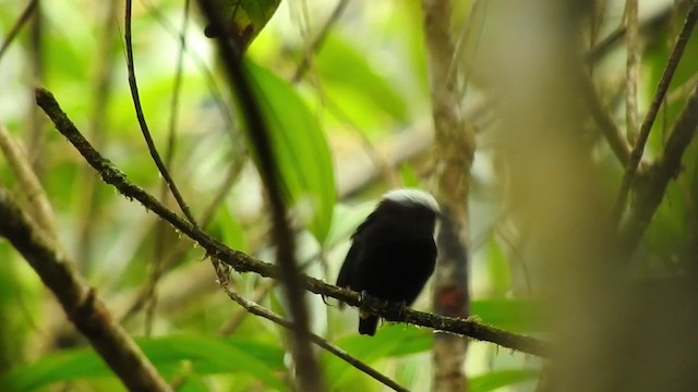 Manakin à dos bleu - ML723451