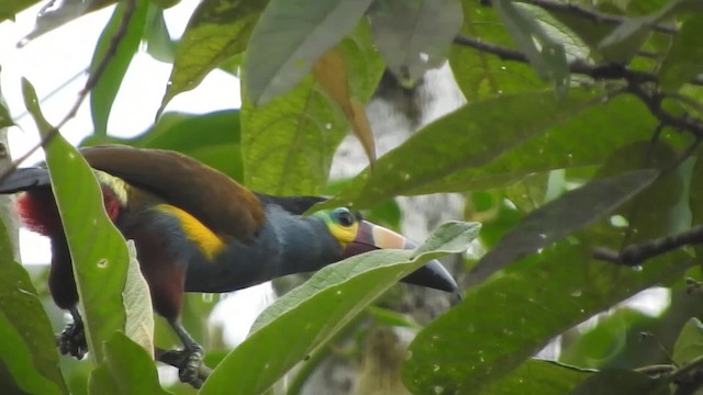 Plate-billed Mountain-Toucan - ML723464