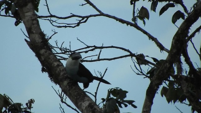 Black-billed Mountain-Toucan - ML723466