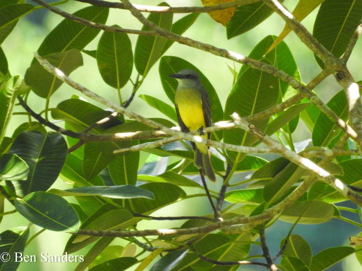 Tropical Kingbird - ML72346771