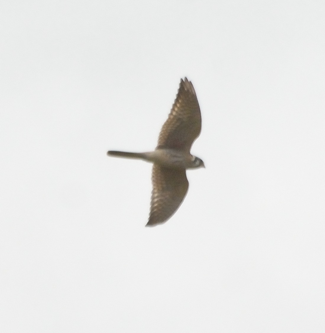 American Kestrel - Orlando Jarquín