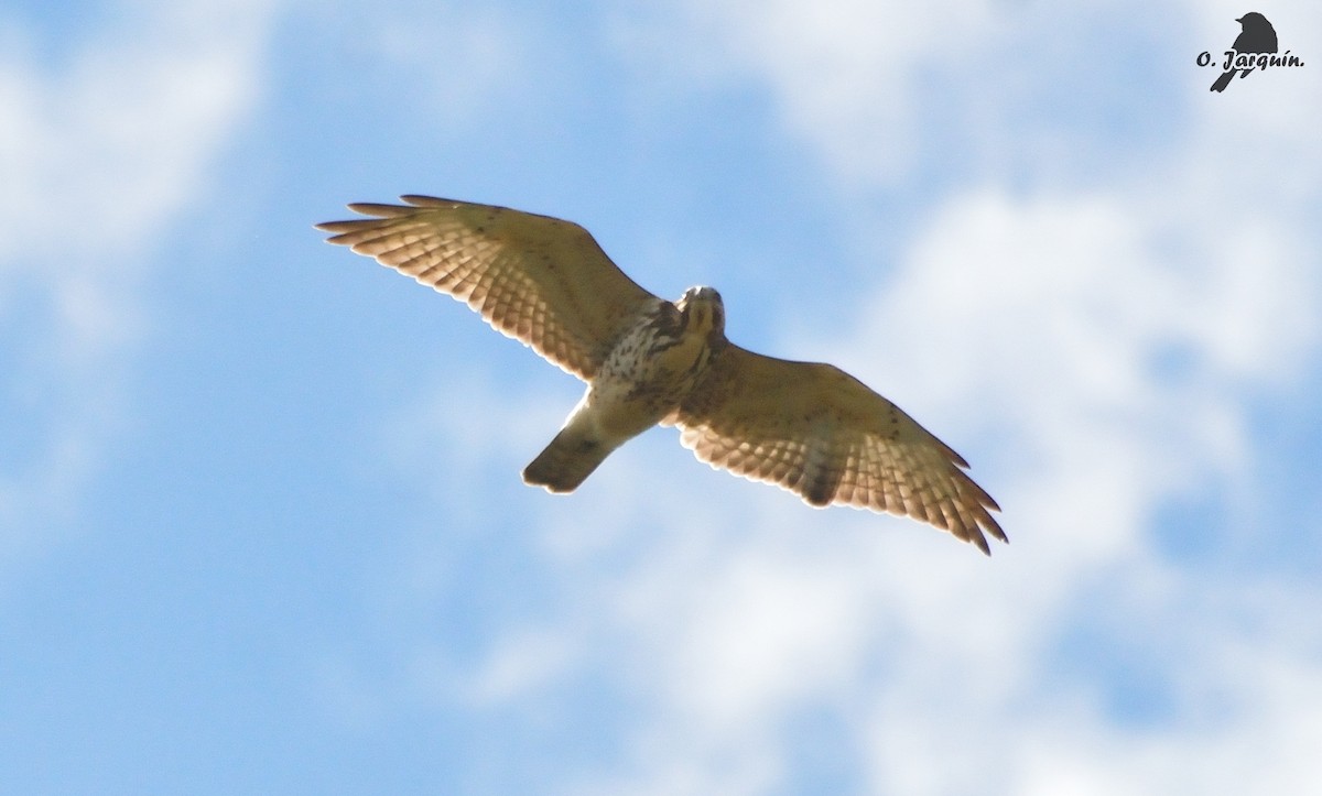 Broad-winged Hawk - ML72347221