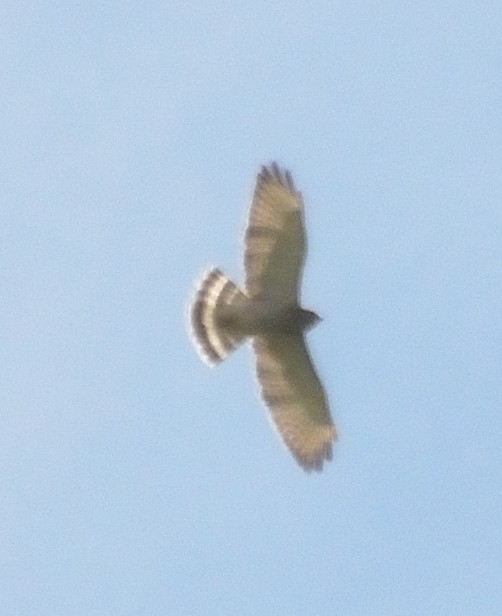 hawk sp. - ML72347351