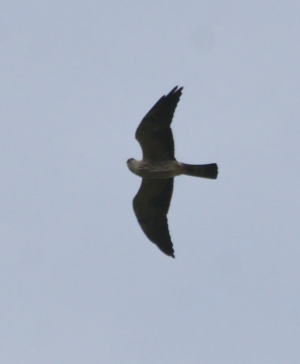 Mississippi Kite - ML72347411