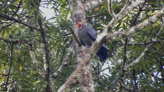 Slender-billed Kite - ML723475