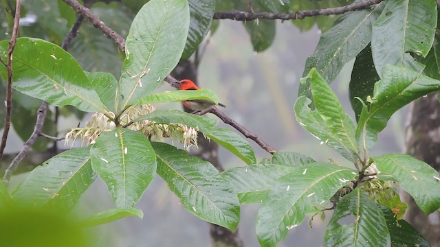 Sulawesi Myzomela - ML723480