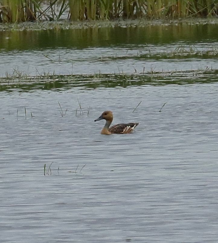 Fulvous Whistling-Duck - ML72348461