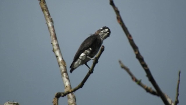 White-browed Purpletuft - ML723488