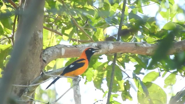 Orange-backed Troupial - ML723490