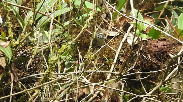 Bar-winged Wood-Wren - ML723492