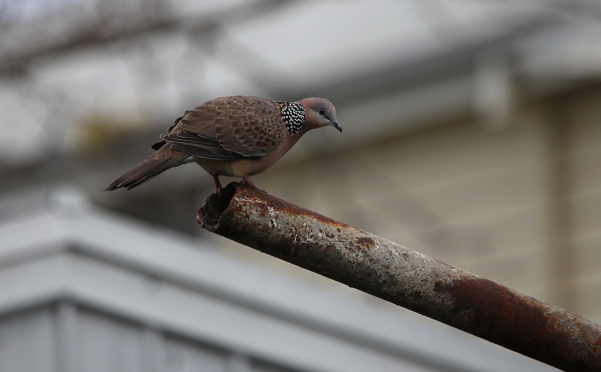 Spotted Dove - ML72349251