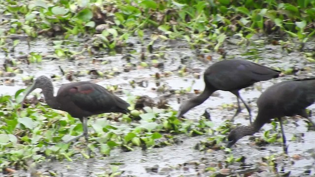 ibis hnědý - ML723499