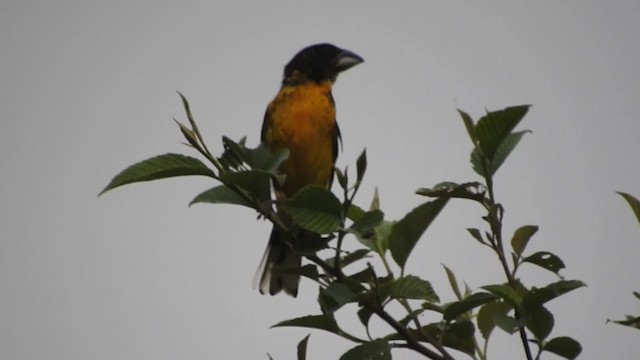 Black-backed Grosbeak (Yellow-throated) - ML723501