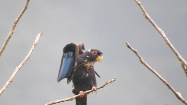 Bronze-winged Parrot - ML723505