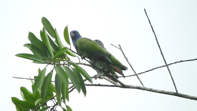 Blue-headed Parrot (Blue-headed) - ML723506