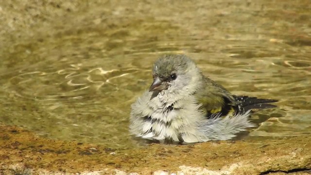 Hooded Siskin - ML723508