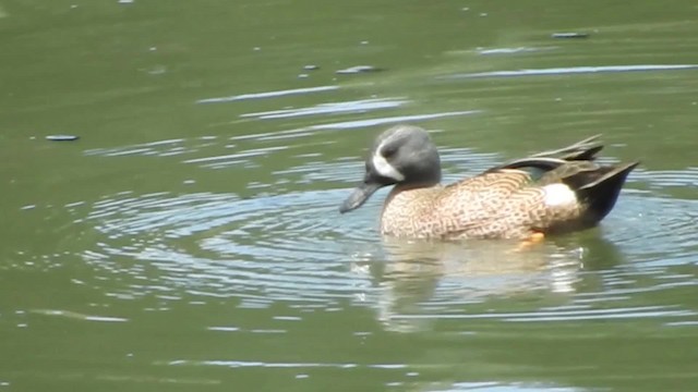 Blue-winged Teal - ML723512