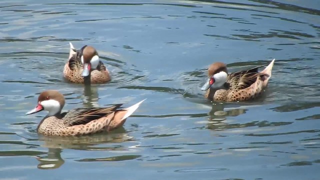 White-cheeked Pintail (White-cheeked) - ML723513