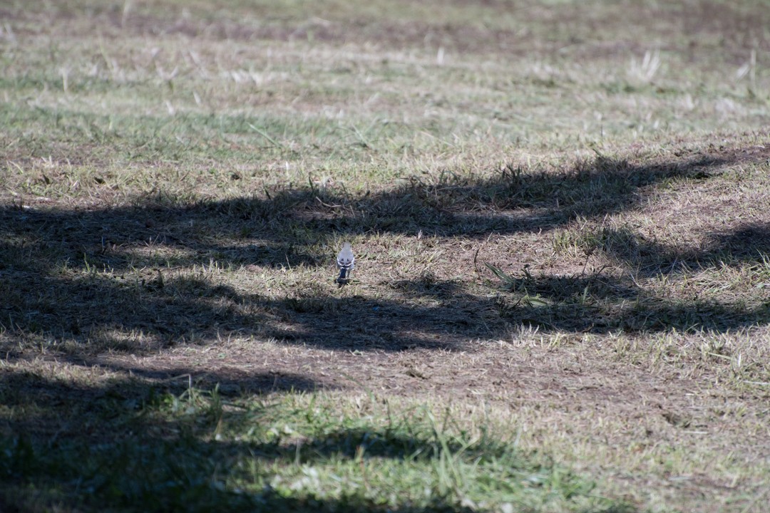 Japanese Wagtail - ML72351311