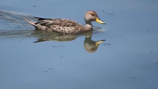 Yellow-billed Pintail (South American) - ML723515