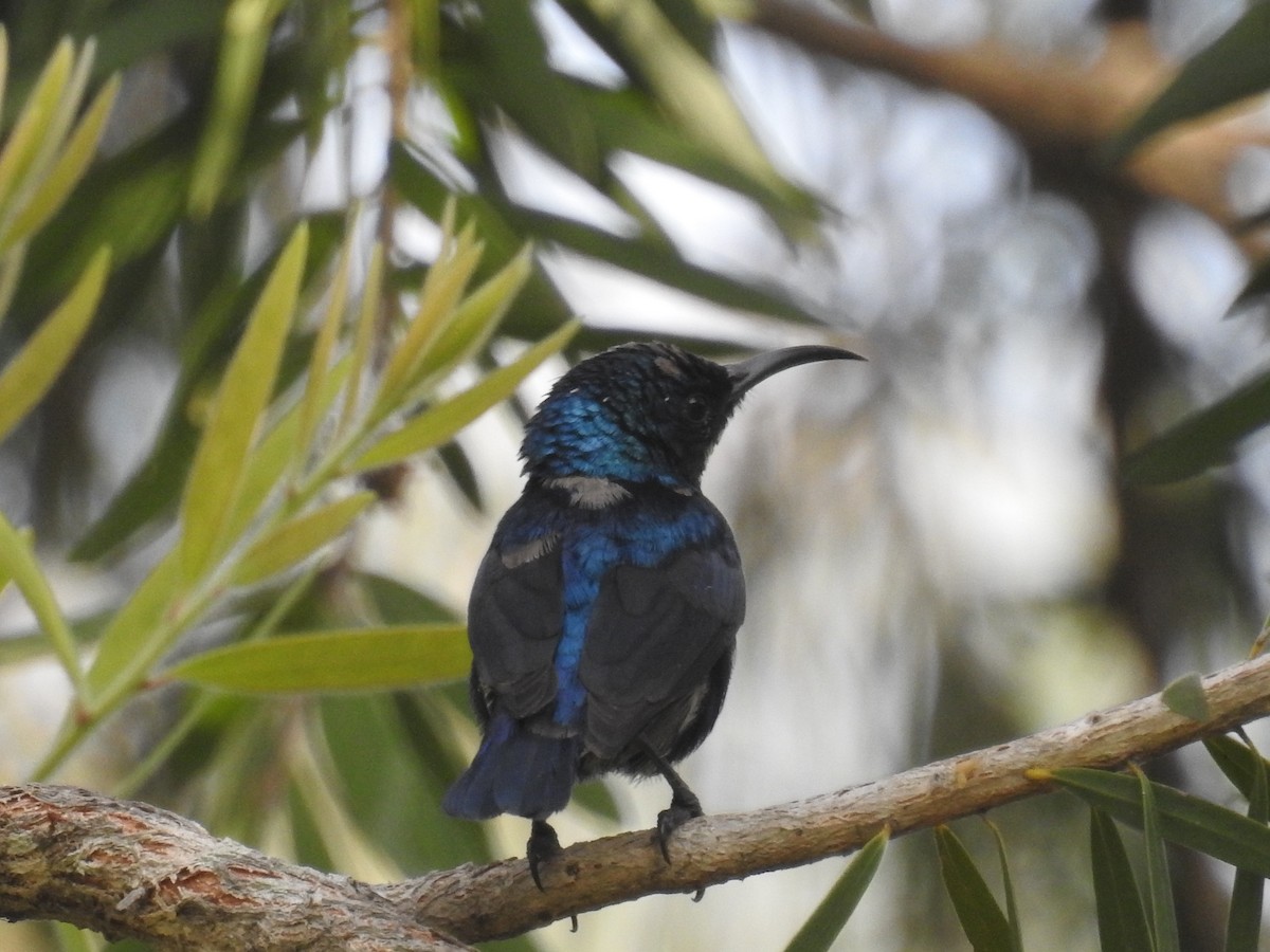 Purple Sunbird - ML72351621