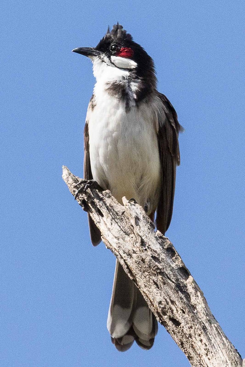 Red-whiskered Bulbul - ML72351631