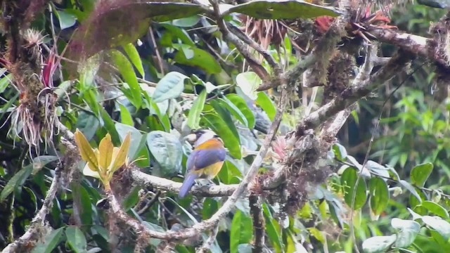 Toucan Barbet - ML723518