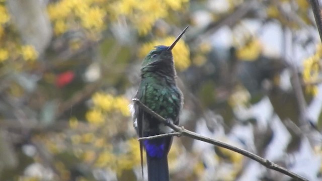 Sapphire-vented Puffleg (Sapphire-vented) - ML723519