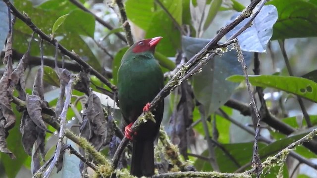 Grass-green Tanager - ML723521