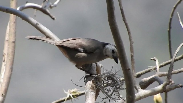 Atlapetes Cabeciblanco - ML723523