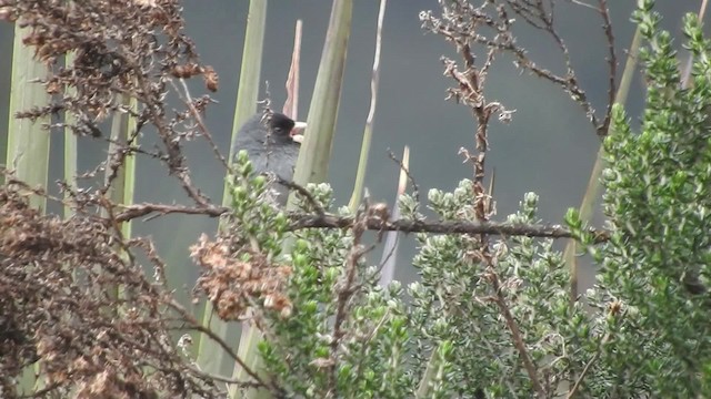 Paramo Seedeater - ML723525