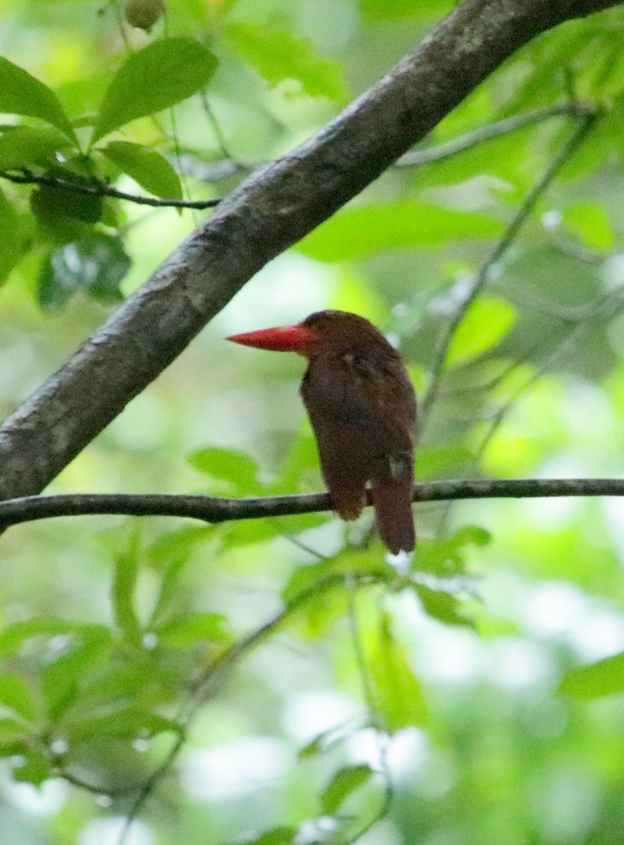 Ruddy Kingfisher - ML72352811