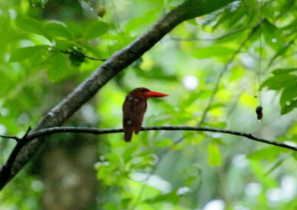 Ruddy Kingfisher - ML72352851