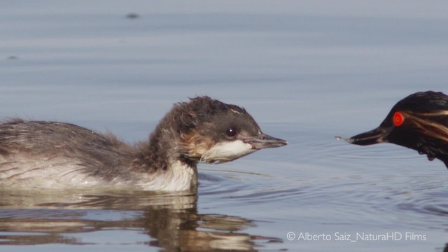 Eared Grebe - ML723530