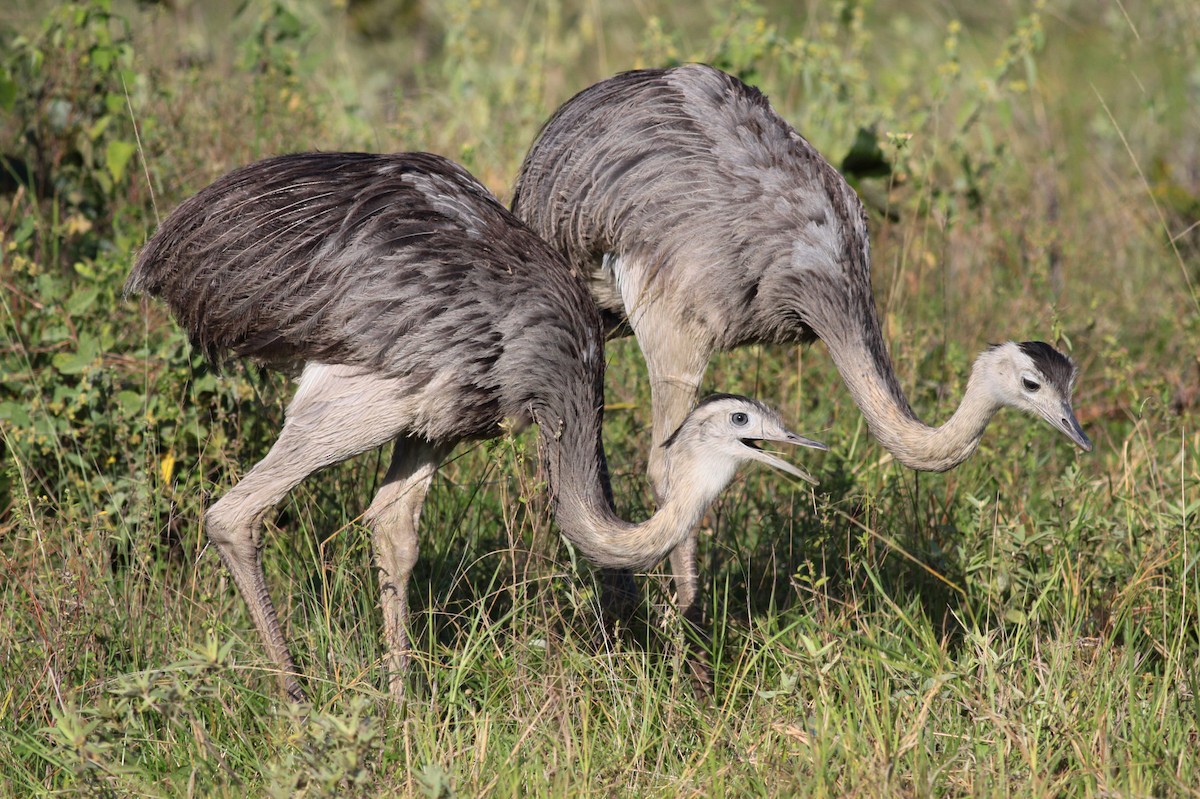 Greater Rhea - Michael Todd