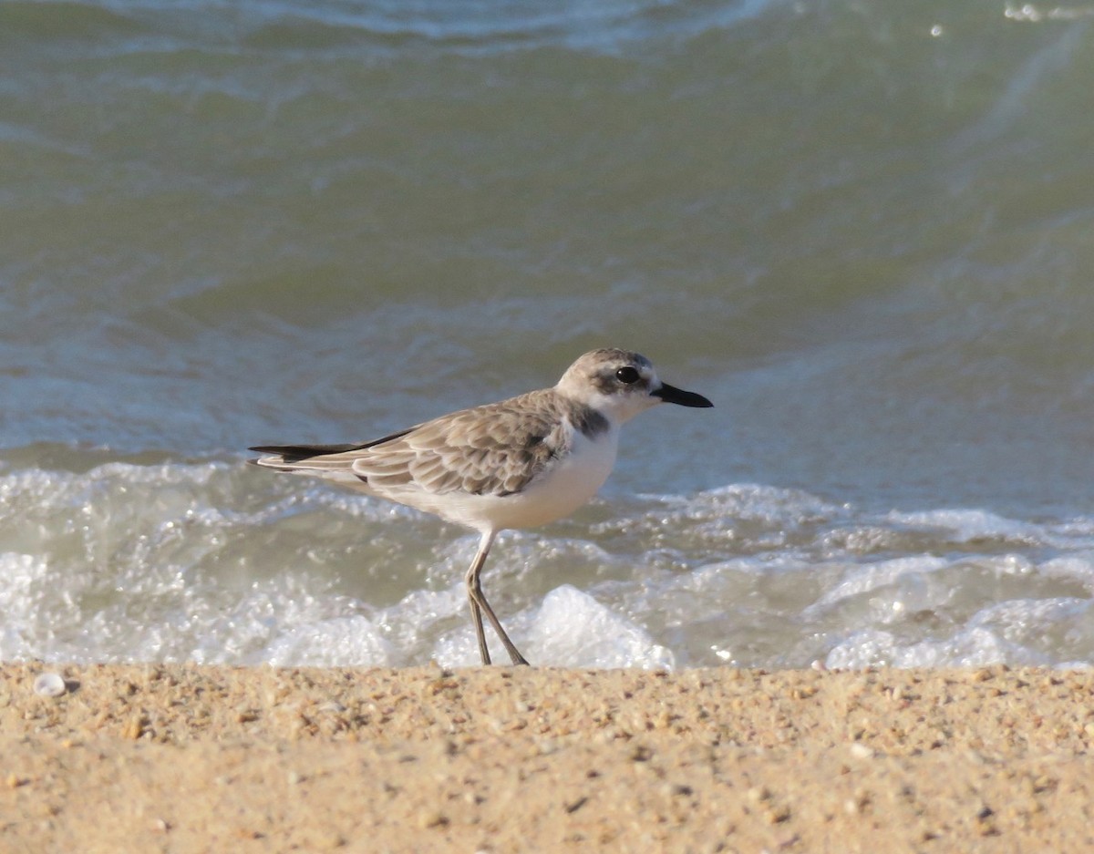 Greater Sand-Plover - ML72353111