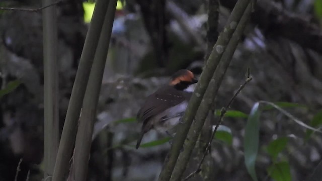 White-browed Antbird - ML723536