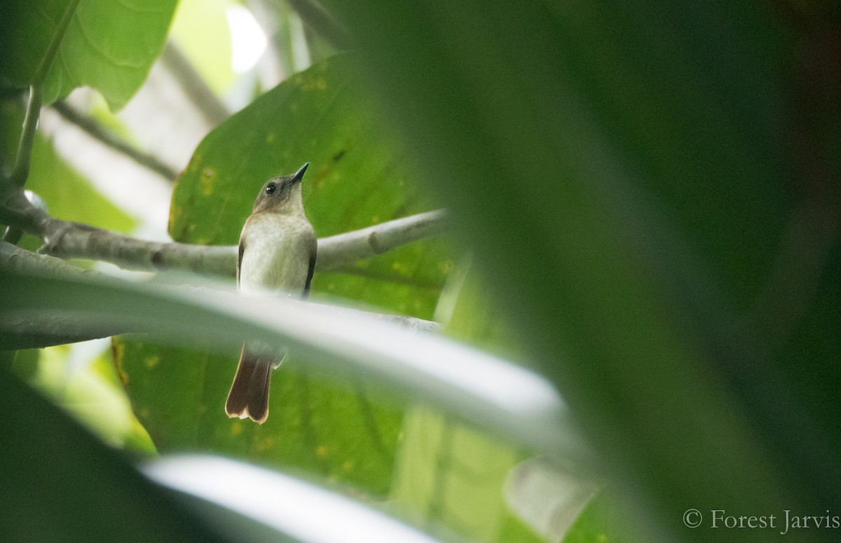 Philippine Jungle Flycatcher - Forest Botial-Jarvis