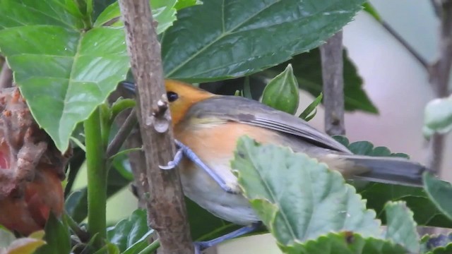 Rufous-chested Tanager - ML723537