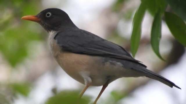 Plumbeous-backed Thrush - ML723541