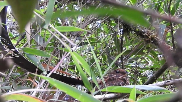 Swallow-tailed Nightjar - ML723543