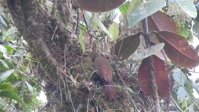 Strong-billed Woodcreeper - ML723546