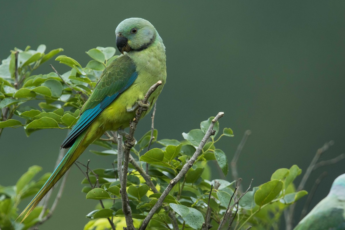 Malabar Parakeet - ML72354811