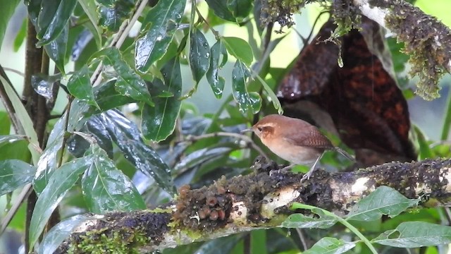 Mountain Wren - ML723558